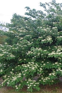 Cornus Alternifolia Pagoda Kızılcığı Kızılcık fidanı