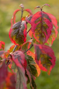 Cornus Büyük çiçekli Süs Kızılcık fidanı Cherokee Daybreak
