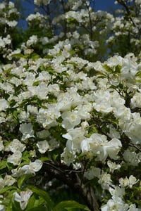 Cornus Büyük çiçekli Süs Kızılcık fidanı Pluribracteata