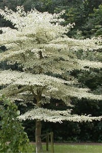 Cornus controversa Variegata alaca yapraklı süs kızılcık fidanı
