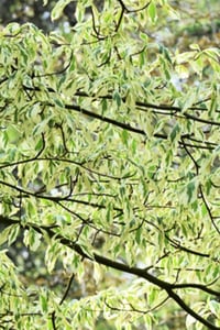 Cornus controversa Variegata alaca yapraklı süs kızılcık fidanı