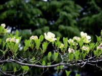Cornus florida Büyük çiçekli Süs Kızılcık fidanı
