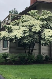 Cornus kousa Kuza Kızılcık fidanı