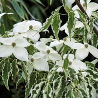 Cornus kousa Kuza Kızılcık fidanı Samzam