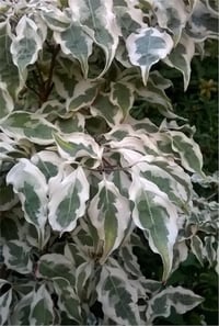 Cornus kousa peve limbo Kuza Kızılcık fidan
