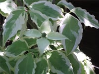 Cornus kousa peve limbo Kuza Kızılcık fidan