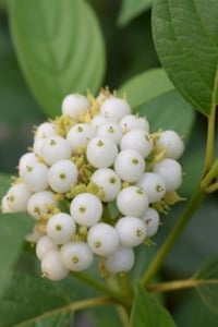 Cornus sericea Flaviramea Lime Dallı Süs Kızılcık fidanı