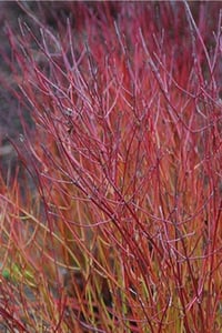Cornus Sericea Kelseyi Kırmızı Dallı Bodur Süs Kızılcık fidanı