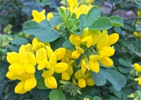 Coronilla glauca