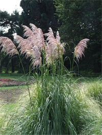 Cortaderia selloana Rendatleri Pembe Bataklık Sazı Pampas Otu