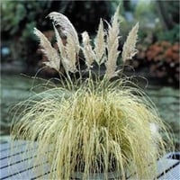 Cortaderia selloana Splendid Star Alacalı Pampas Otu fidesi
