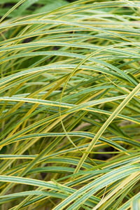 Cortaderia sellona  Bataklık Sazı Pampas Otu fidanı- Gold Band