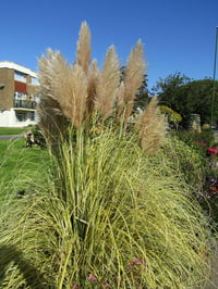 Cortaderia sellona  Bataklık Sazı Pampas Otu fidanı- Gold Band