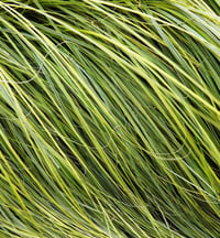 Cortaderia sellona  Bataklık Sazı Pampas Otu fidanı- Gold Band