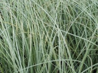 Cortaderia sellona  Bataklık Sazı Pampas Otu fidanı- Silver Star