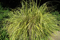 Cortaderia sellona  Bataklık Sazı Pampas Otu fidanı- Gold Band