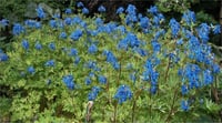 Corydalis x Blue line couriblue Kazgagası fidesi