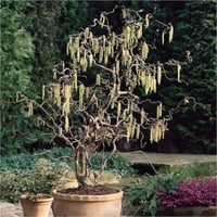 Corylus avellana Contorta Kıvırcık Fındık fidanı