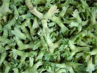 Corylus avellana Değirmendere Sivri Fındık fidanı