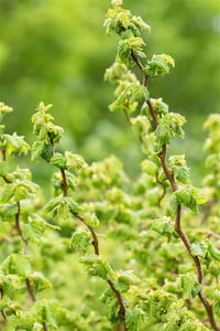 Corylus avellana sütun kıvırcık fındık fidanı Scooter