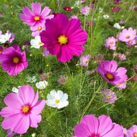 Cosmos bipinnatus Yabani Cosmos Çiçeği fidesi