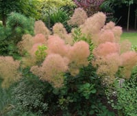 Cotinus cog. Young Lady Duman Ağacı fidanı