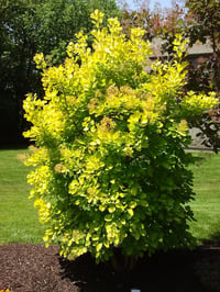 Cotinus coggygria Golden spirit Bulut Duman Ağacı Fidanı