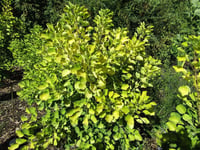Cotinus coggygria Golden spirit Bulut Duman Ağacı Fidanı