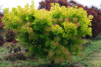 Cotinus coggygria Golden spirit Bulut Duman Ağacı Fidanı