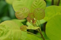 Cotinus coggygria Golden spirit Bulut Duman Ağacı Fidanı