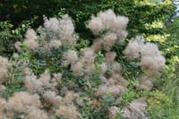 Cotinus coggyria Bulut Duman ağacı fidanı