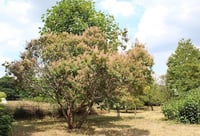 Cotinus coggyria Bulut Duman ağacı fidanı