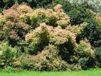 Cotinus coggyria Bulut Duman ağacı fidanı
