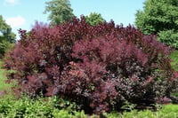 Cotinus coggyria Royal Purple Bulut Duman ağacı fidanı