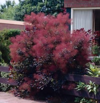 Cotinus coggyria Royal Purple Bulut Duman ağacı fidanı