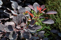 Cotinus coggyria Royal Purple Bulut Duman ağacı fidanı