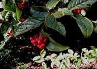 Cotoneaster bullatus Dağ Muşmulası fidanı