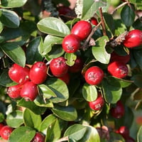 Cotoneaster divaricatus Yayılıcı Kotonaster fidanı