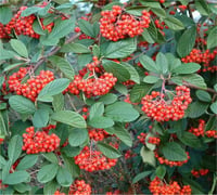 Cotoneaster lacteus Dağ Muşmulası fidanı