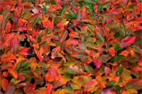 Cotoneaster lucidus Dağ muşmulası fidanı