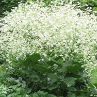 Crambe cordifolia Kale, Yabani Lahana fidesi
