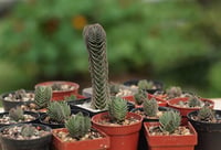 Crassula buddha's temple Buda Tapınağı Sukulenti