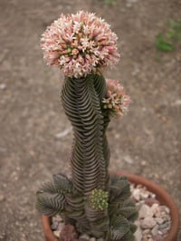 Crassula buddha's temple Buda Tapınağı Sukulenti