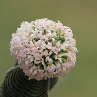Crassula buddha's temple Buda Tapınağı Sukulenti