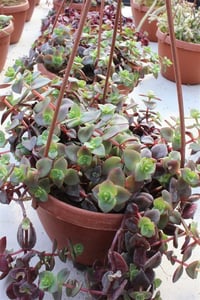 Crassula marginalis Yeşim Bitkisi