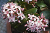 Crassula ovata Para Çiçeği