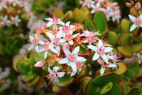 Crassula ovata Para Çiçeği