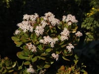 Crassula ovata Para Çiçeği