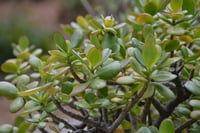 Crassula ovata Para Çiçeği