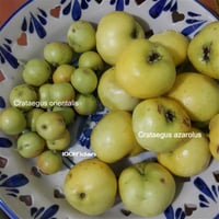 Crataegus azarolus Aşılı Sarı Belen Alıç fidanı